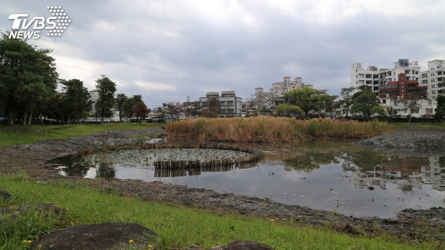 儲木池變生態池　花蓮市城市森林秘境