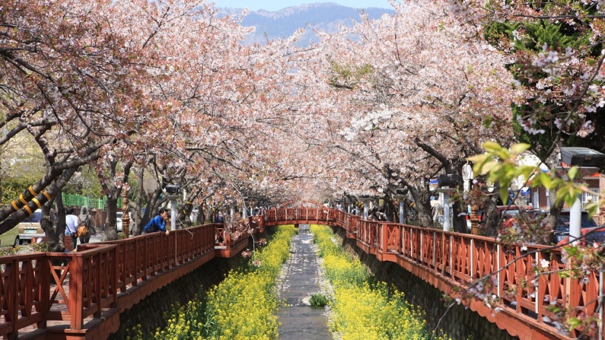 韓國賞櫻情報看這裡 濟州島3/25最早盛開