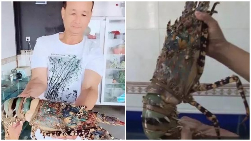 另一名漁夫也曾捕獲中華錦繡龍蝦,但僅數日就死亡。圖/取自微博