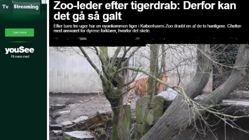 目前園方已經公虎及母虎隔離。圖/翻攝自《Ekstrabladet》