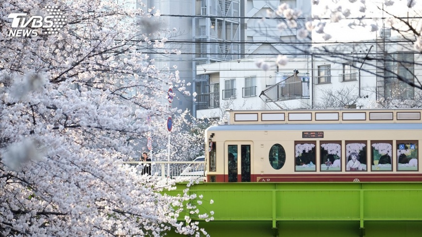 東京櫻花盛開！　搭路面電車賞櫻去