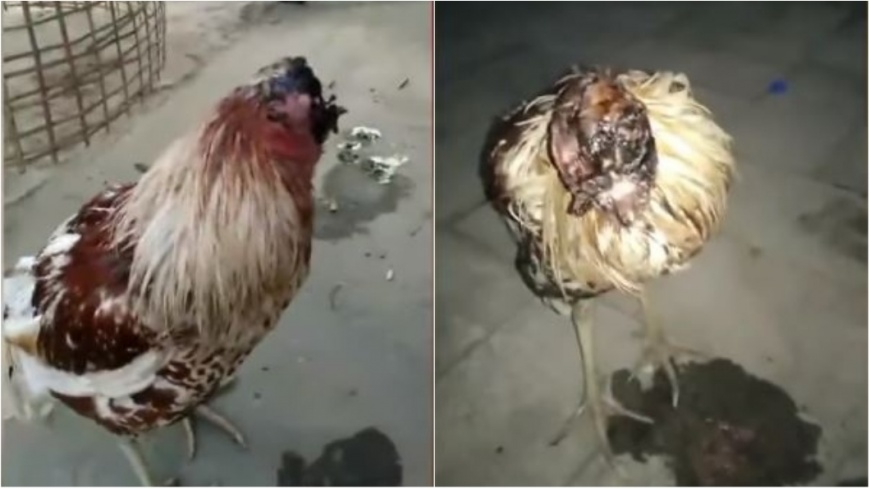圖/YouTube,โลกออนไลน์ฮือฮา ไก่หัวขาด แต่ไม่ตาย หมอชมหัวใจแกร่ง รักษาตามอาการ