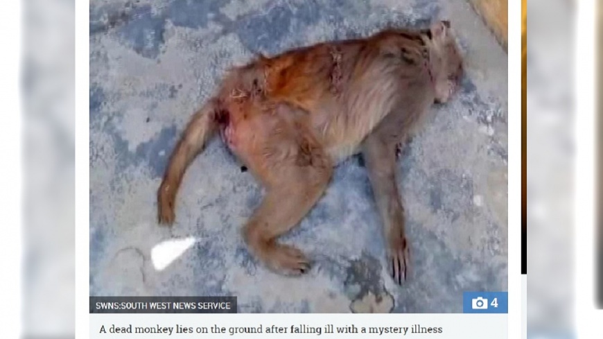 死前狂吐排血便 印度百隻猴集體暴斃