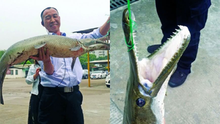 錦鯉被偷走?守湖邊才知全被「怪魚」吃了