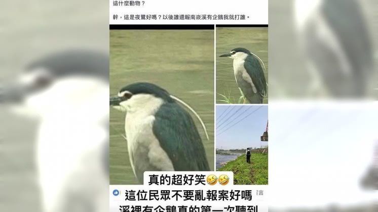 傻眼!民報案南崁有企鵝 警到場傻眼:這叫夜鷺