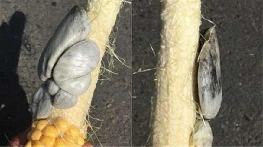 吃玉米驚見「灰白色不明物」 內行人解答:是高級貨!