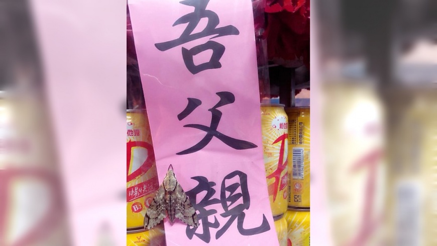阿公過世…「飛蛾」停靈堂12小時　孫女泣：你回來了