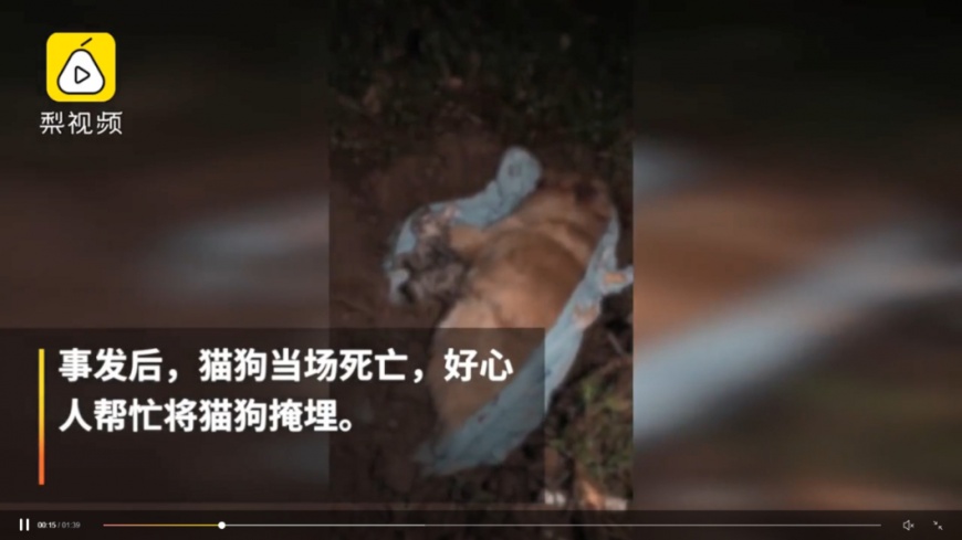 圖/截自梨視屏