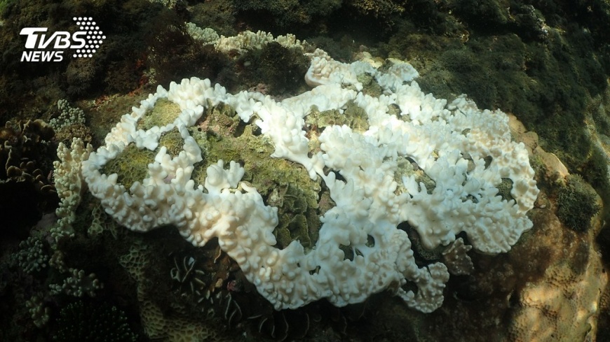 圖/中研院生物多樣性中心提供