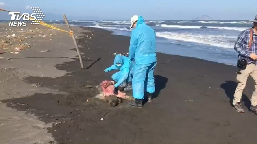 宜蘭海灘豬屍 農委會:20日確認是否染非洲豬瘟