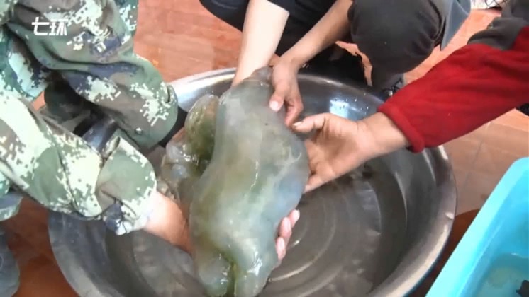 張洋拿回家清洗之後請專家鑑定,才發現「肉團」是價值連城的「肉靈芝」。圖/翻攝自《澎湃新聞》