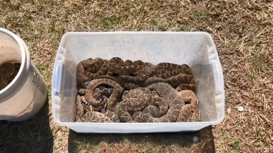 最後捕蛇人員捕獲了數量高達45隻的響尾蛇。圖/翻攝自「Big Country Snake Removal」