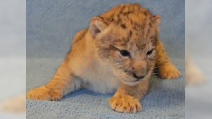 圖／翻攝自 Dallas Zoo ‏ 推特