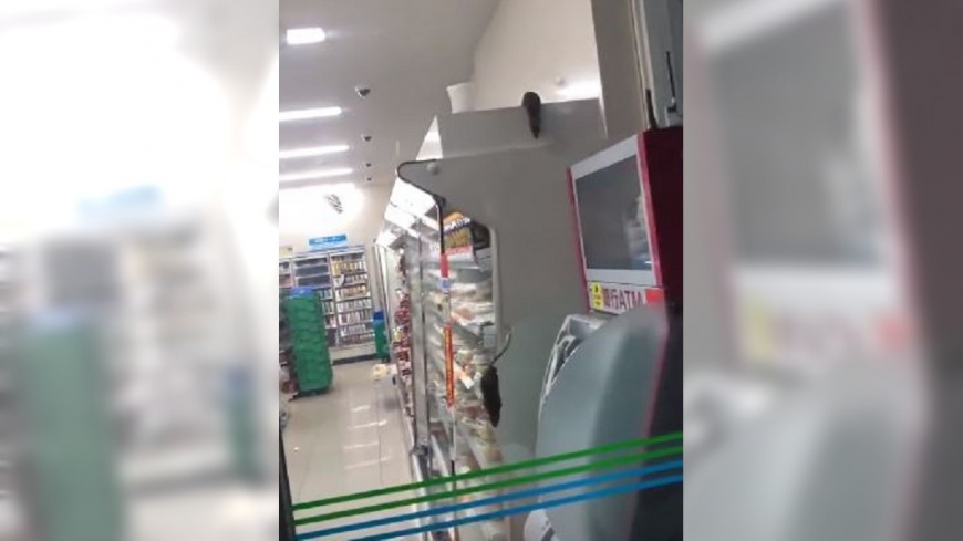 澀谷超商7鼠亂竄! 日本全家道歉關店