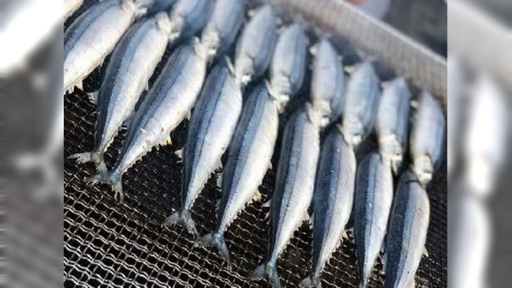 漁獲量僅去年1/10　日本出現「秋刀魚荒」