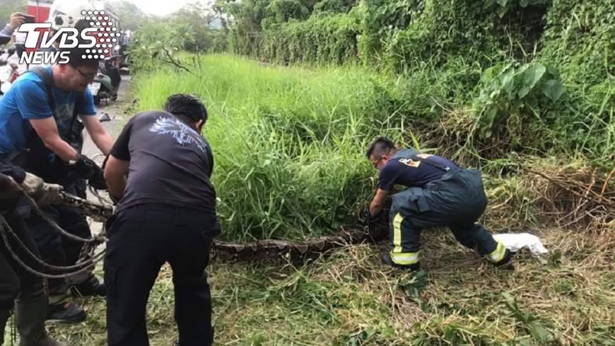 澄清湖圍捕百公斤巨蟒 警消人蛇大戰有驚無險