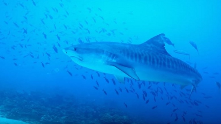 科學家冒險追蹤鯊魚 快速動刀塞聲波追蹤器