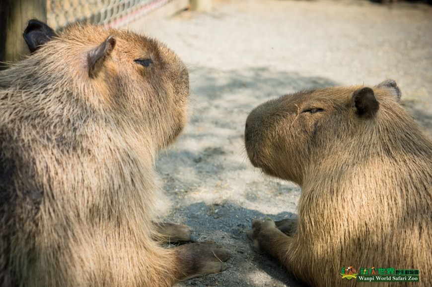 過年必去景點 南台灣最大野生動物園登場