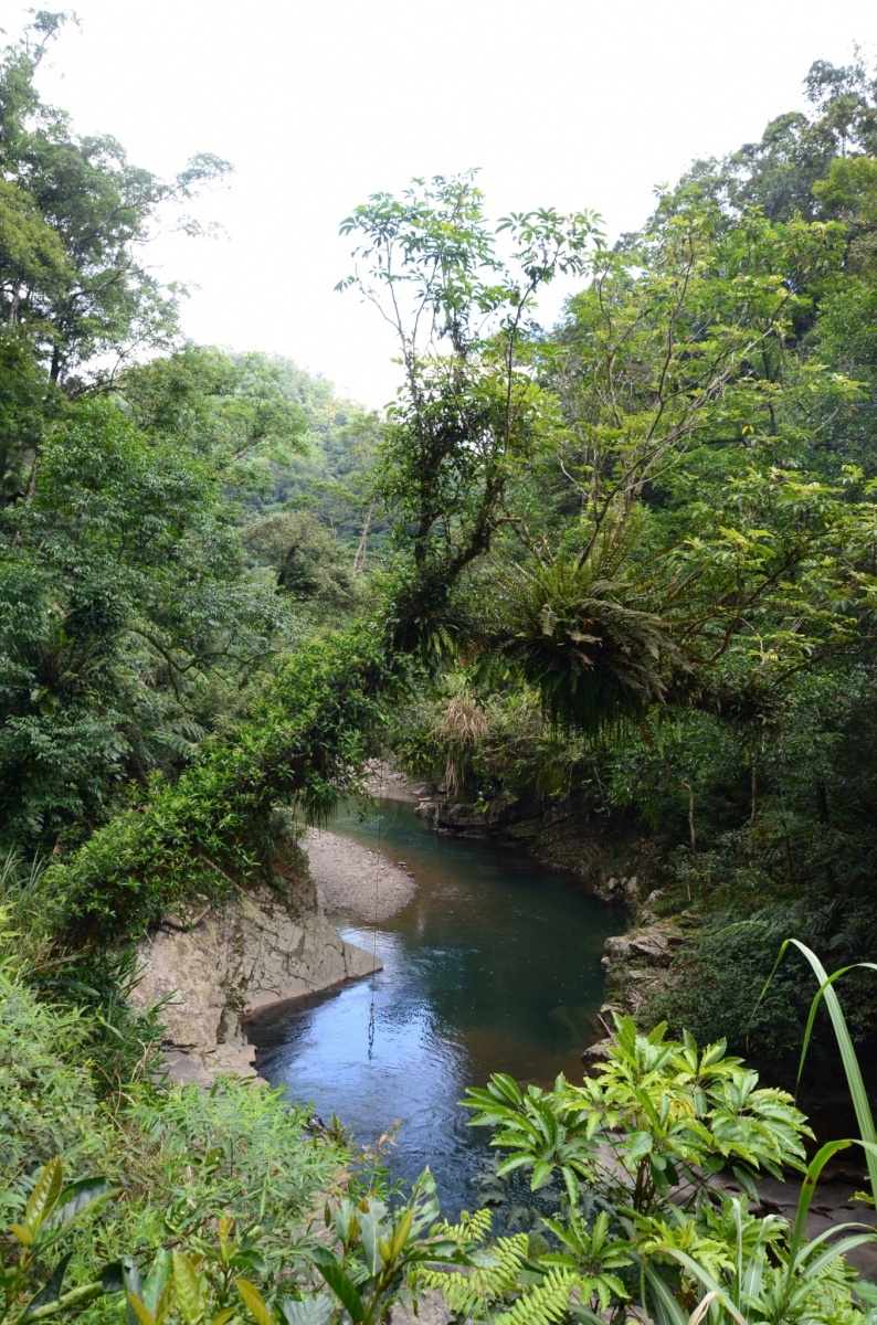 坪林 - 金瓜寮蕨類步道