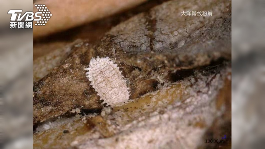 鳳梨上面的大洋臀纹粉蚧。(圖/大陸國台辦提供)