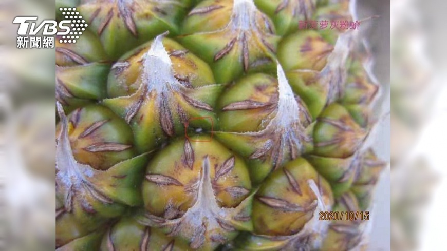 國台辦稱,大陸方面通報之後,台灣沒有任何回覆,不合格的情况也沒有得到改善。(圖/大陸國台辦提供)