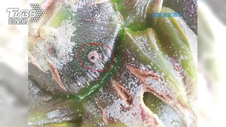 菝葜黑圓盾蚧。(圖/大陸國台辦提供)
