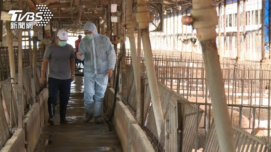 近日發現多起走私肉品皆含非洲豬瘟。(圖/TVBS資料畫面)
