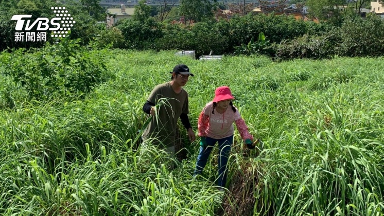 為了製作香茅油,楊小黎全副武裝深入香茅田採收。(圖/三立電視提供)