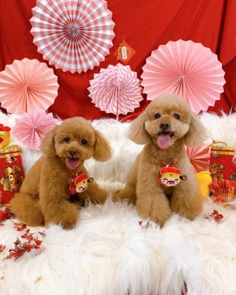 王宇婕的一雙愛犬模樣相當討喜。(圖/翻攝自王宇婕臉書)