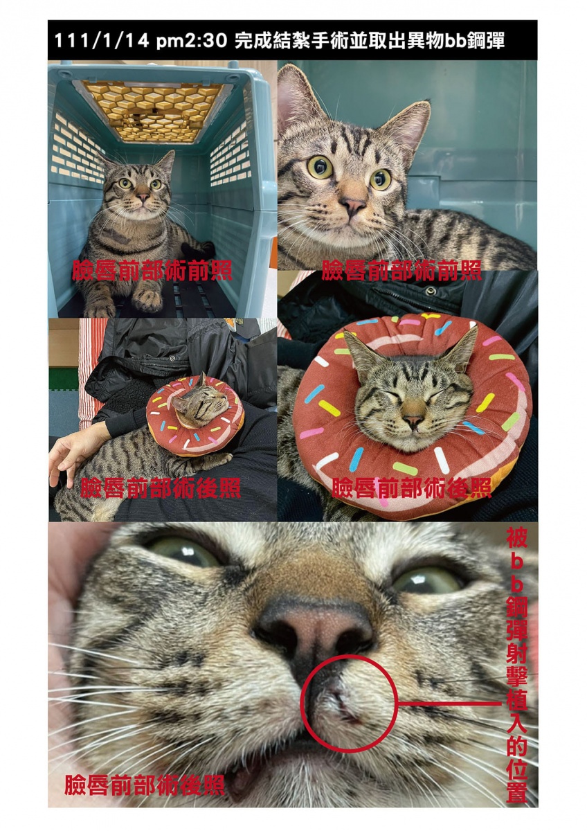 貓咪動手術照片。(圖/Facebook動保法律互助)