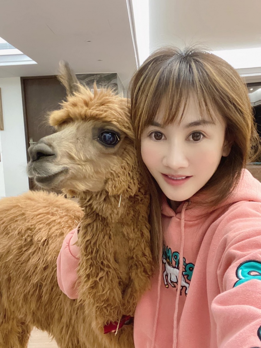 王宥忻平時在家都有幫羊駝剪毛、修指甲的習慣。(圖/固力狗娛樂提供)