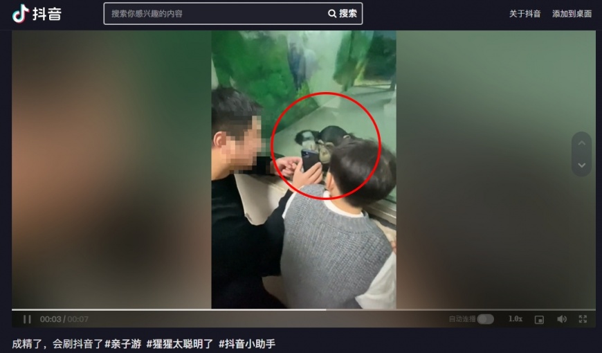 這隻黑猩猩越看越入迷,做出2次「向下滑」手勢。(翻攝自抖音)