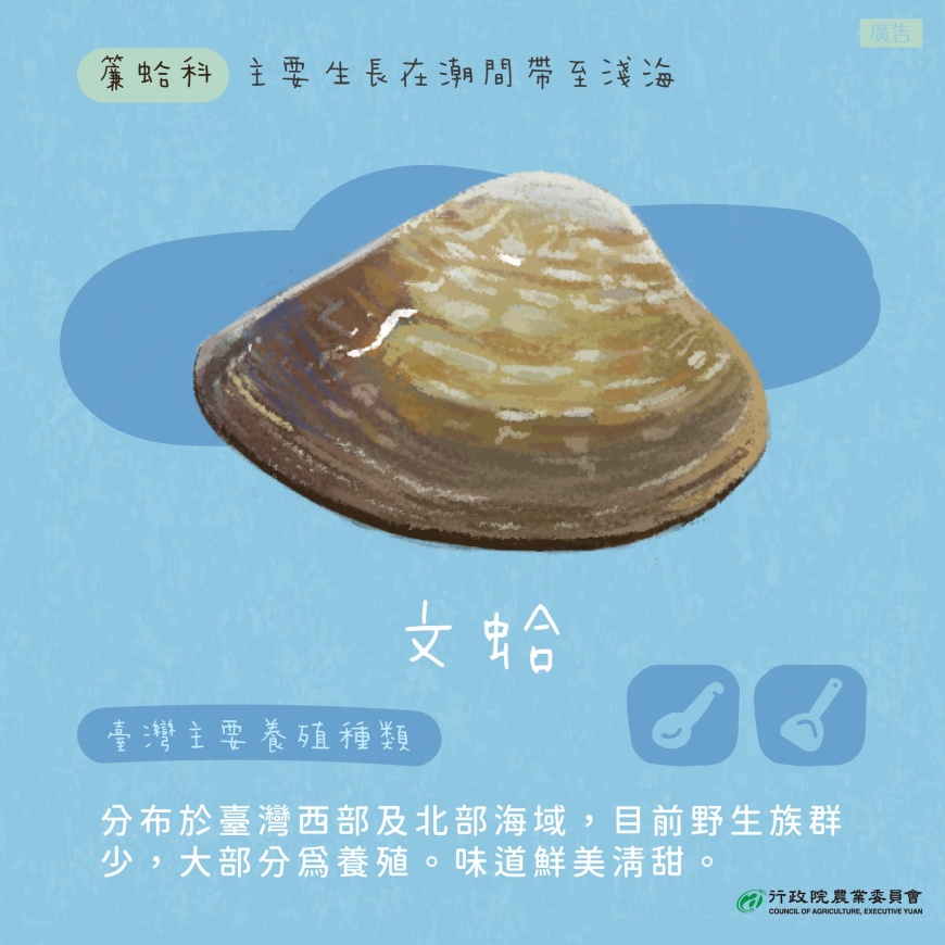 文蛤是台灣目前最主要的繁殖種類。（圖／翻攝自行政院農業委員會臉書粉專）