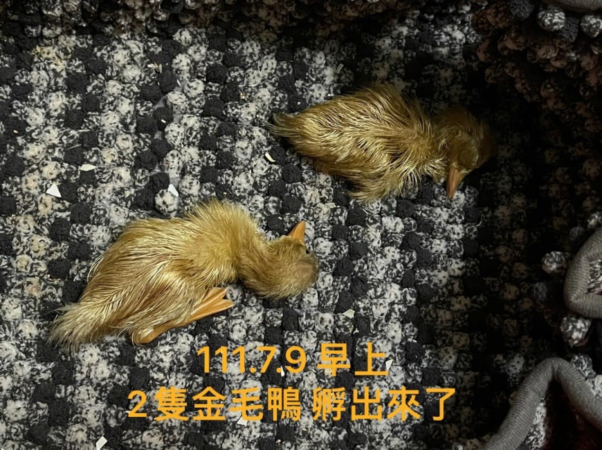 2隻金毛小鴨破殻而出，順利孵化。（圖／翻攝自爆廢公社公開版臉書）