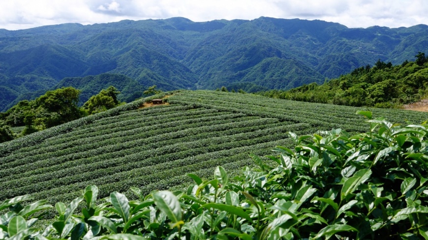 百萬冠軍好茶開通網購 新北好茶-文山包種茶評鑑開跑