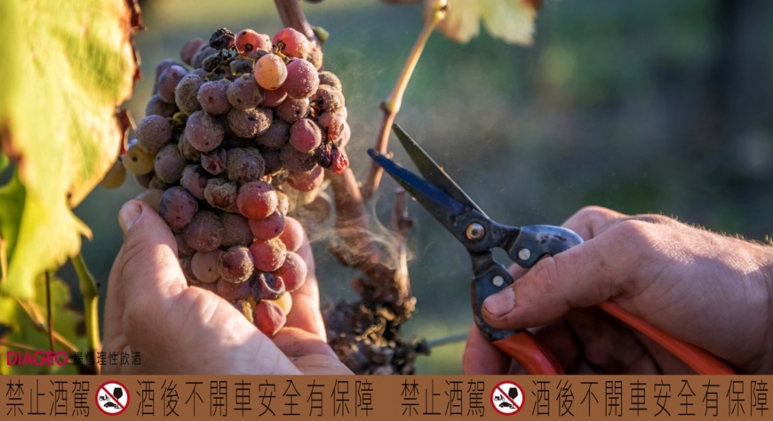 ▲貴腐菌附著於成熟葡萄上,使其水分發揮、甜度濃縮更臻甜美,再由人工逐一採摘,極其珍貴。