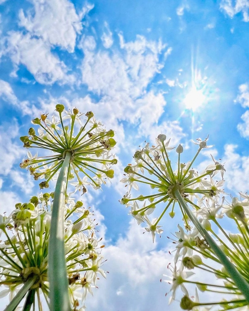 雪白的韭菜花隨風搖曳,讓空氣中瀰漫著浪漫氣息。(圖/翻攝自IG@s4752147)