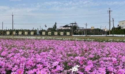 雲林莿桐休耕稻田成十大花海美景 五色波斯菊繽紛綻放