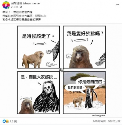 迷因粉專製圖向狒狒哀悼,感嘆牠是「好狒狒」。(圖/翻攝自「台灣迷因 taiwan meme」臉書)
