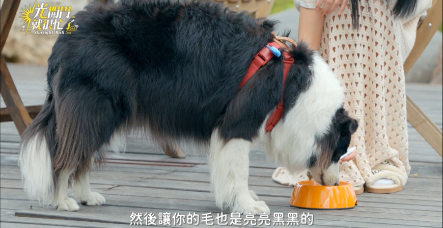 木入森魚油粉味道溫和，適口性理想，不必擔心家中毛小孩鬧脾氣不想吃