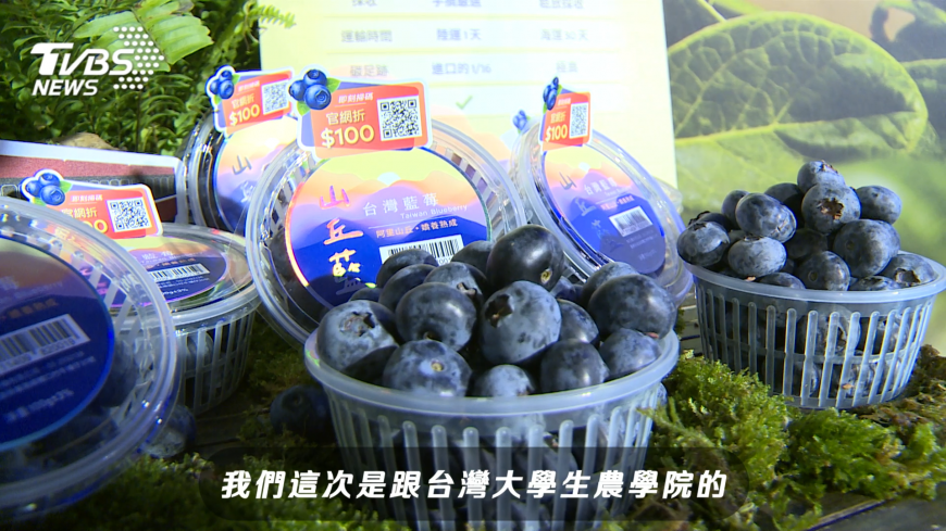 以藍莓打造農業新模式,山丘藍農場結合產學專業,從國外引進合適品種,並以友善環境的方式栽培