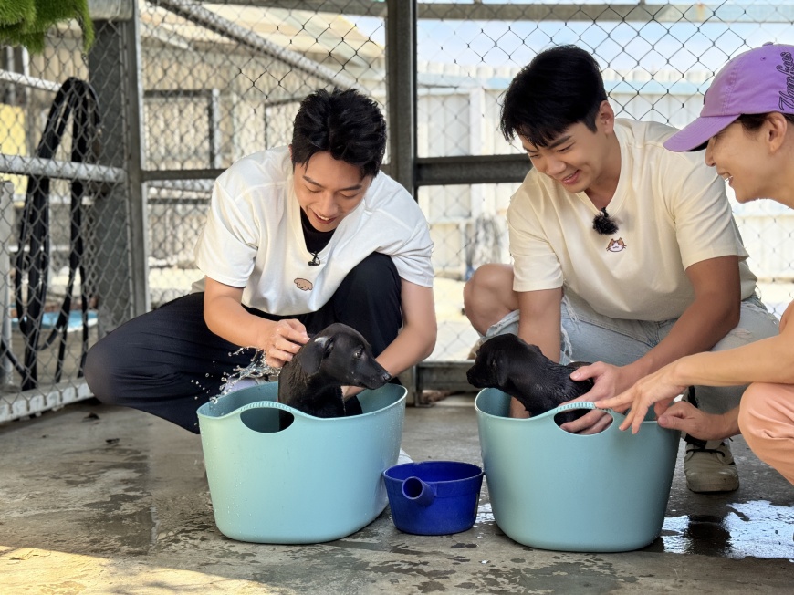 ▲愛心大使蔡凡熙、禾浩辰替受傷狗狗洗藥浴。(圖/快電商)
