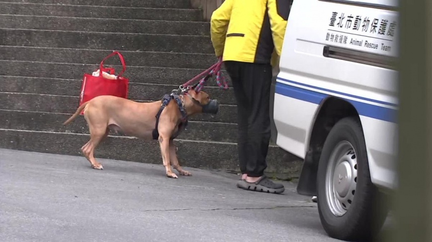 比特犬「Lucky」兩度咬傷機車騎士遭動保處收容。(資料照/TVBS)
