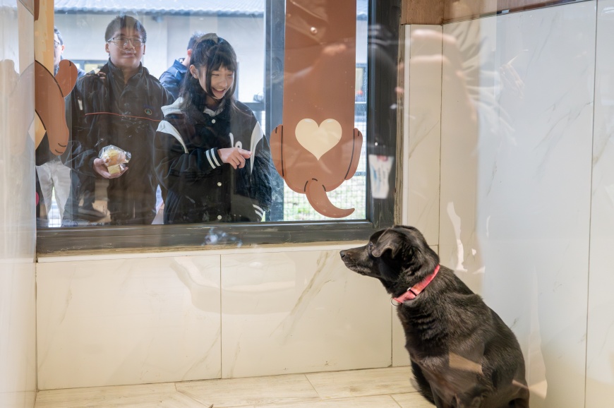 桃園市積極打造動物友善城市,113年底甫啟用的「南昌動物保護教育園區」是全國首座綜合型動保教育園區,提供流浪動物認養、醫療照護服務。