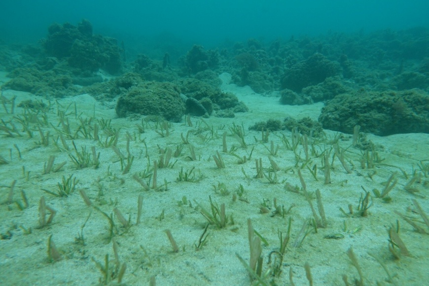 海委會聯名農業部提藍碳方法學 獲環境部審議通過