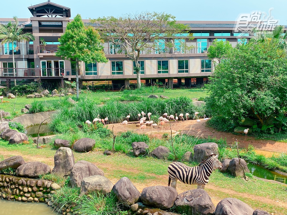 每間客房都有大片觀景落地窗,可近距離欣賞非洲草食性動物。(圖/食尚玩家)