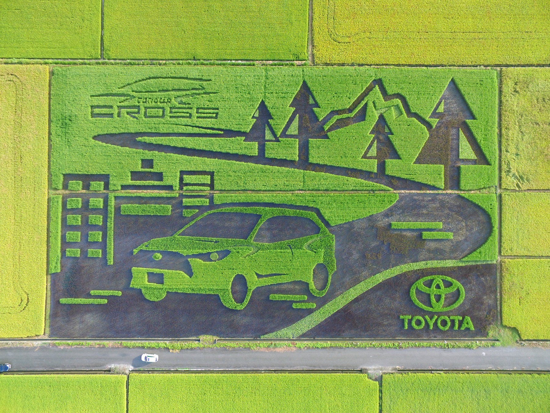 Toyota Corolla Cross新車創意行銷,於花蓮玉里的彩繪稻田經過三個月的成長,已於11月底進行收割。(圖片來源/ Toyota)