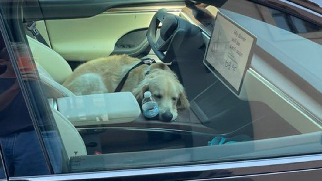 黃金獵犬趴在駕駛座上看起來相當舒適。(圖片來源/ 擷取自Tesla Owners of Silicon Valley推特)