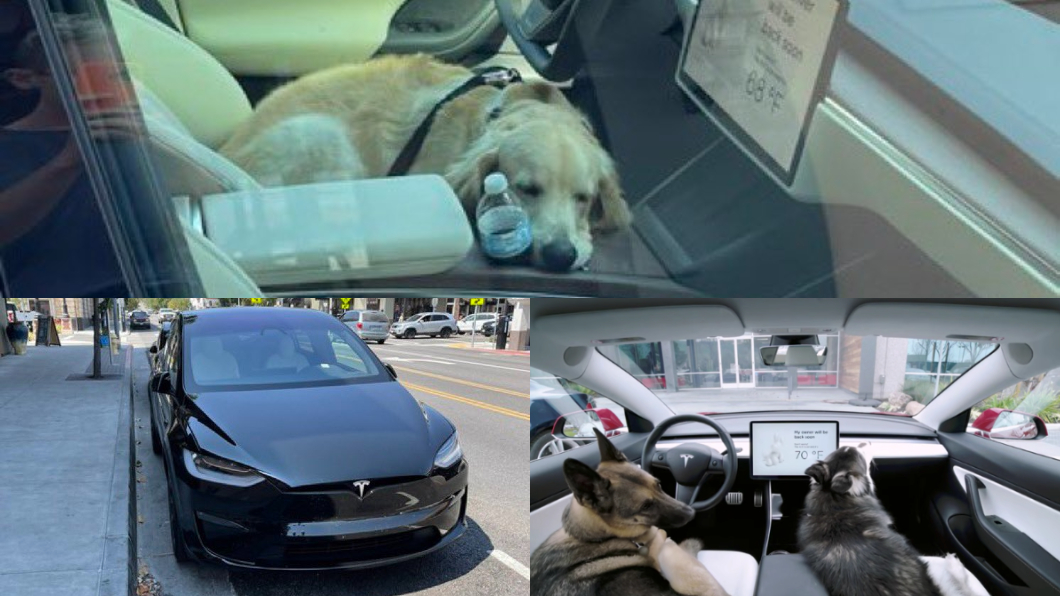 特斯拉找來黃金獵犬測試Model X? 寵物模式讓牠躺在車內好「速西」