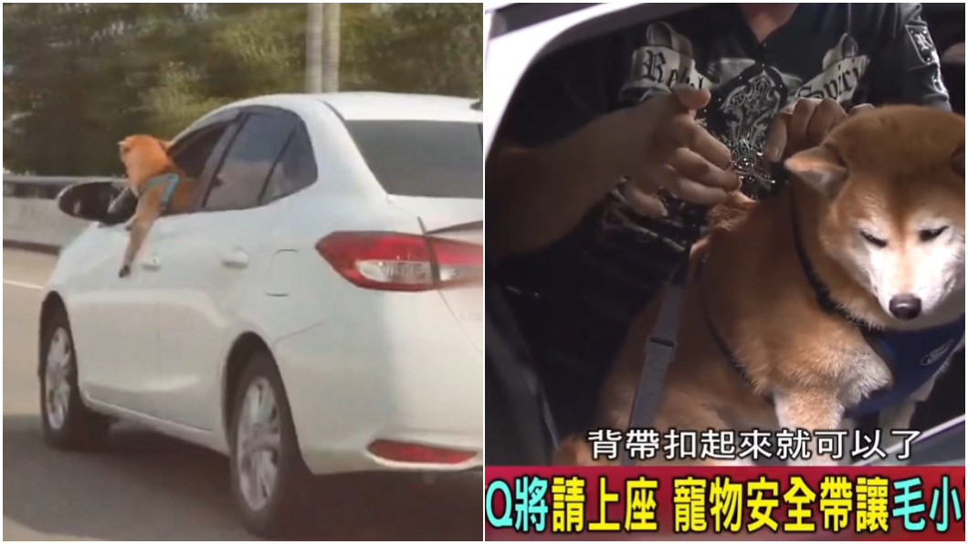 毛孩出遊如何安全又開心? 達人雷尼:這個護身符不可少!